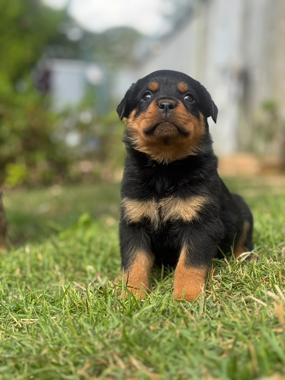 Filhote de Rottweiler do Canil Matilha de Minas em Esmeraldas, Minas Gerais
