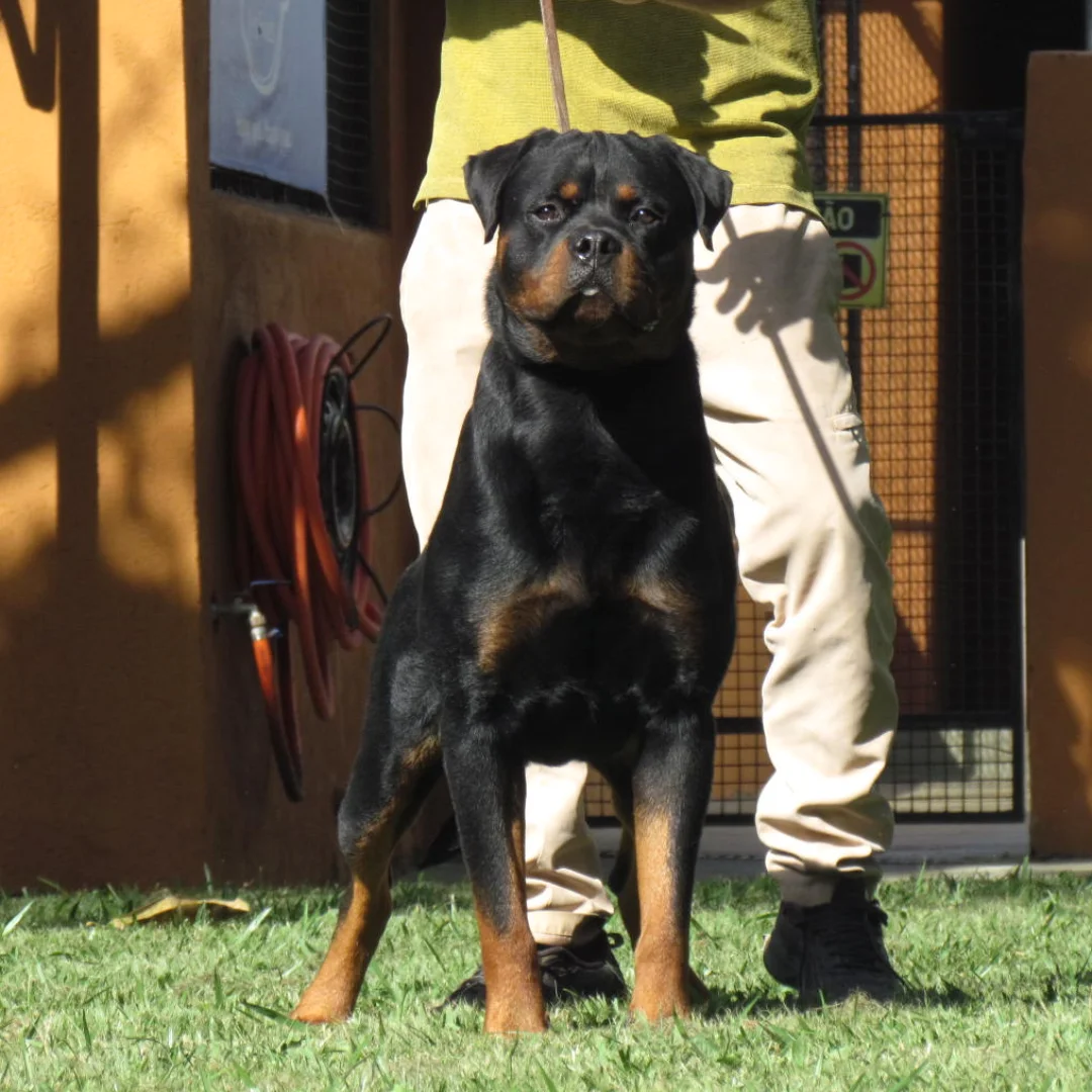 Rottweiler adulto do Canil Matilha de Minas em Esmeraldas, Minas Gerais